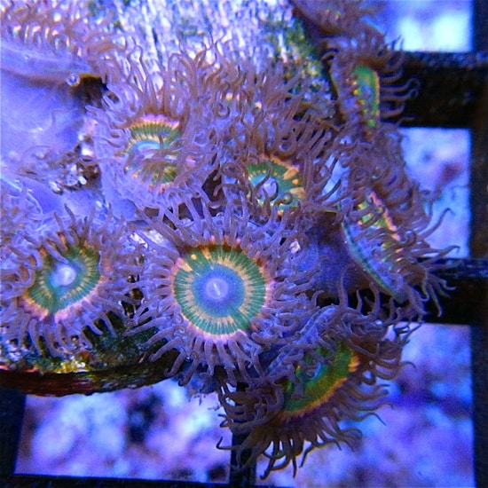 Rainbow Palythoa