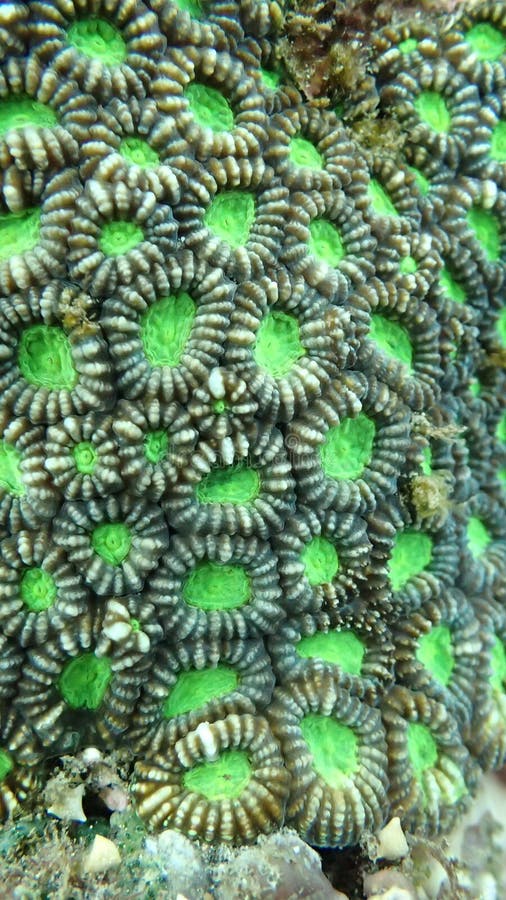 Sour Apple
