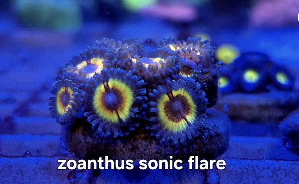 Sonic Flare