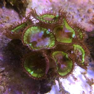 Paly Grandis