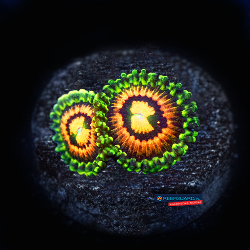 Rainbow Incinerator