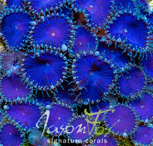 Deep Blue Palys