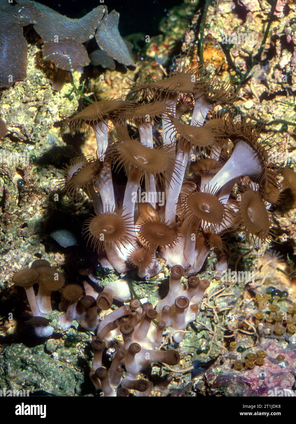 Palythoa tuberculosa