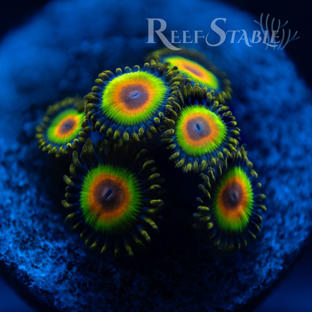 Rasta
