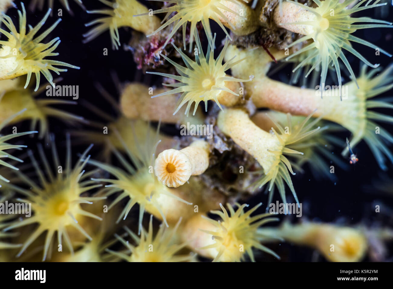 Parazoanthus axinellae
