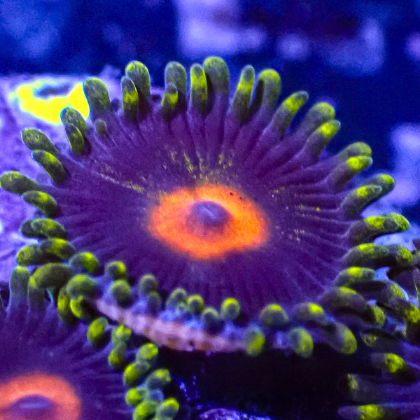 Blue Pop