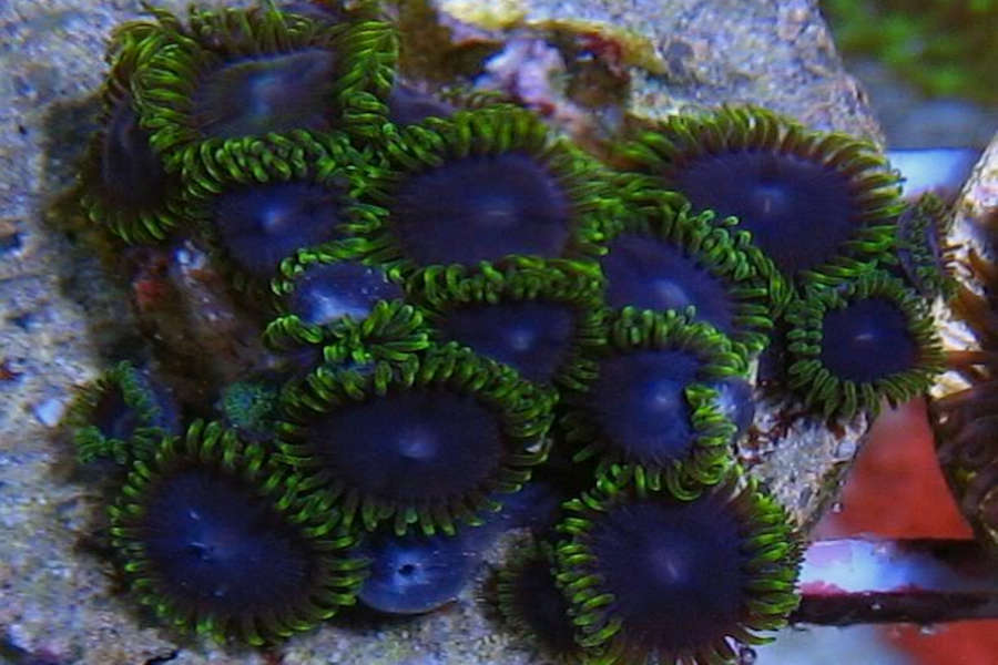 Purple People Eater