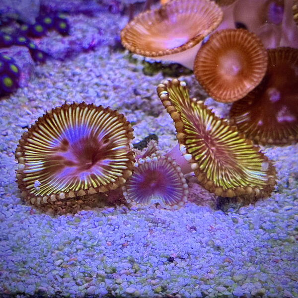 Palythoa &ldquo;Palys&rdquo;