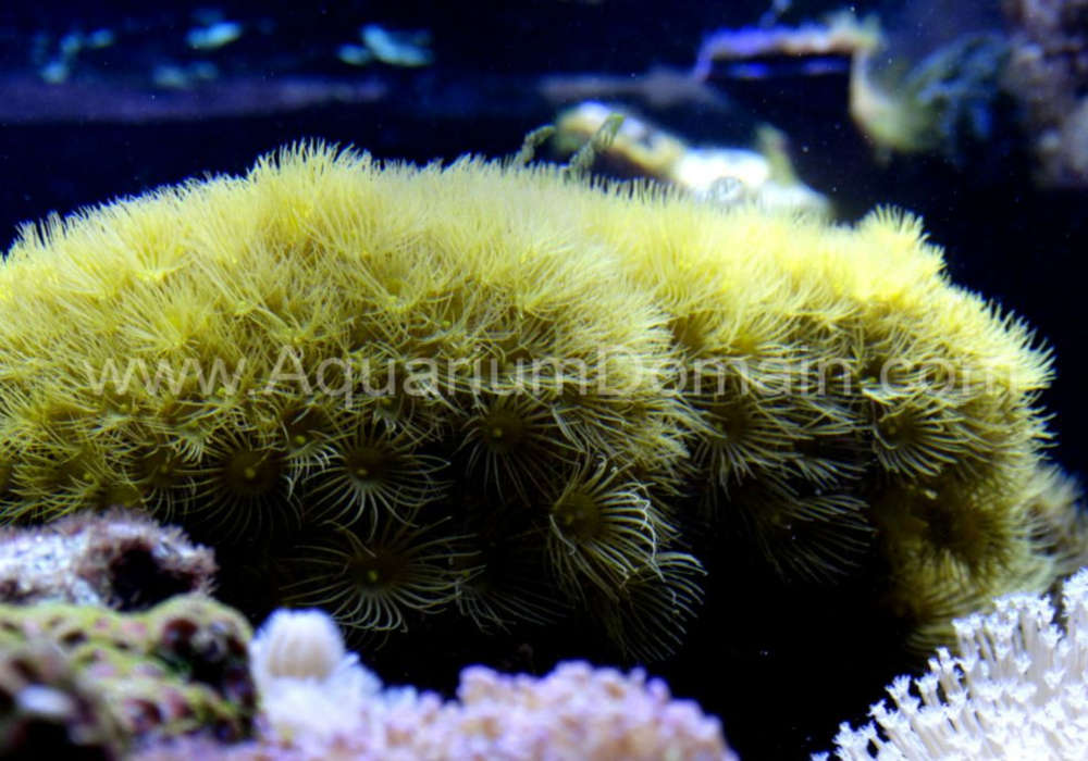 Parazoanthus gracilis
