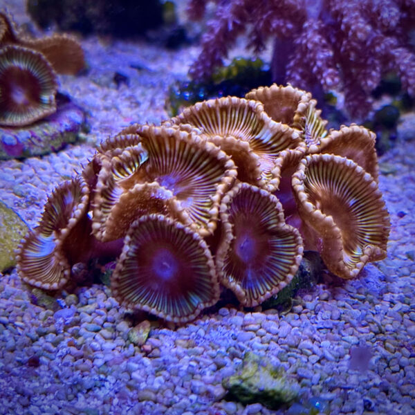 Palythoa caribaeorum
